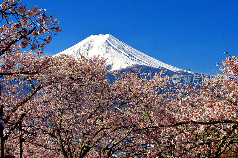 富士山和樱花:从荒山森根公园，富士吉田