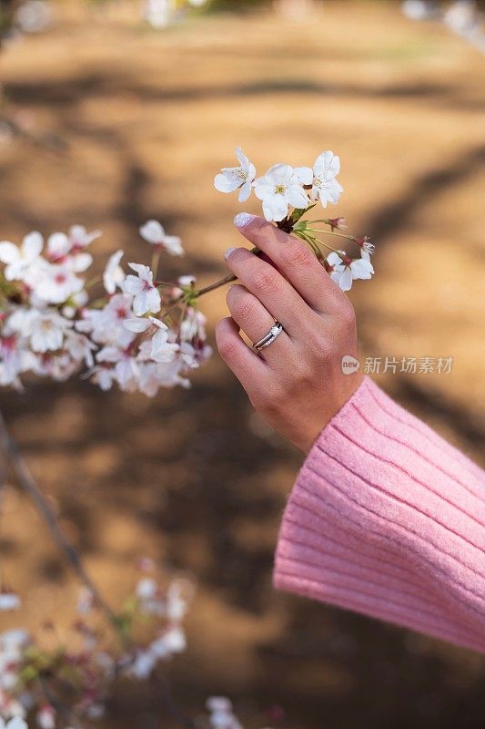 年轻女子手捧樱花枝