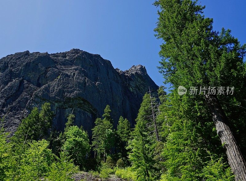 狼岩之光树