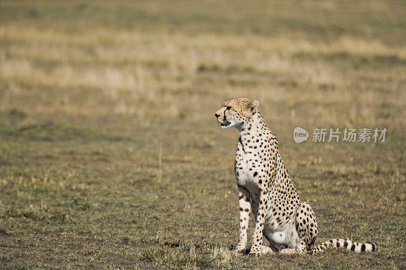 东非肯尼亚马赛马拉的猎豹