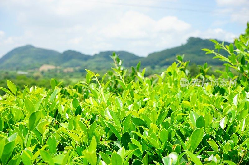 新鲜的绿茶种植园特写