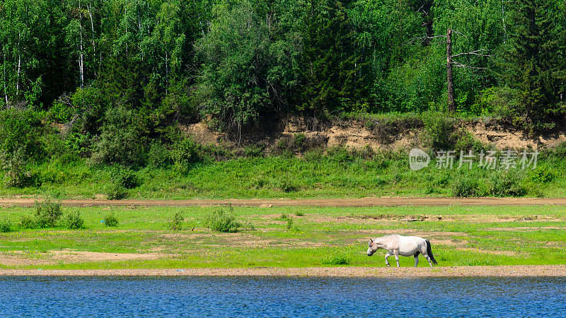 一匹孤独的雅库特白马从冻土带的绿色森林里走到维乌伊河的蓝色河水边。
