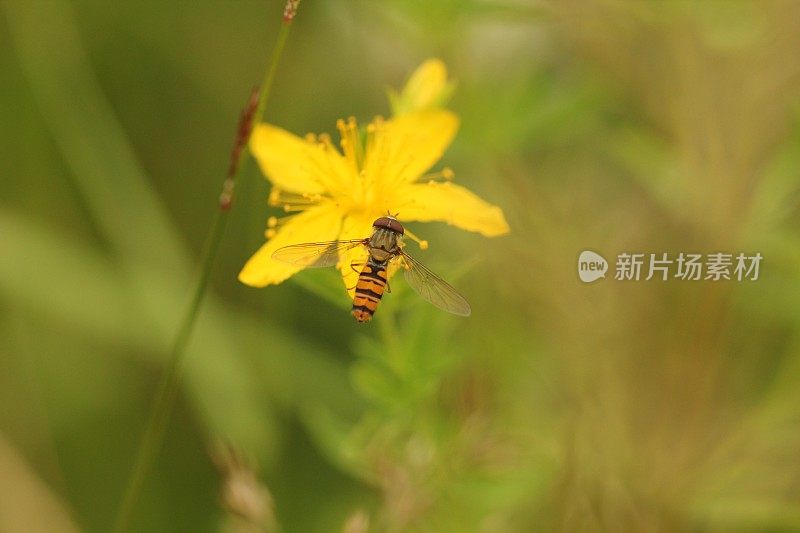 食蚜蝇在黄花上