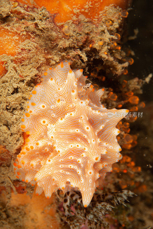 海洋生物。彩色的海蛞蝓水下生物裸鳃