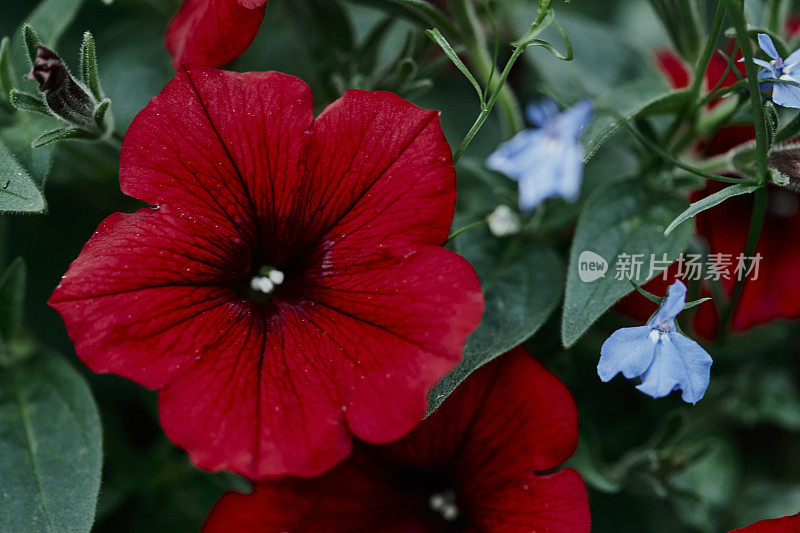 红色的矮牵牛花和蓝色的半边莲