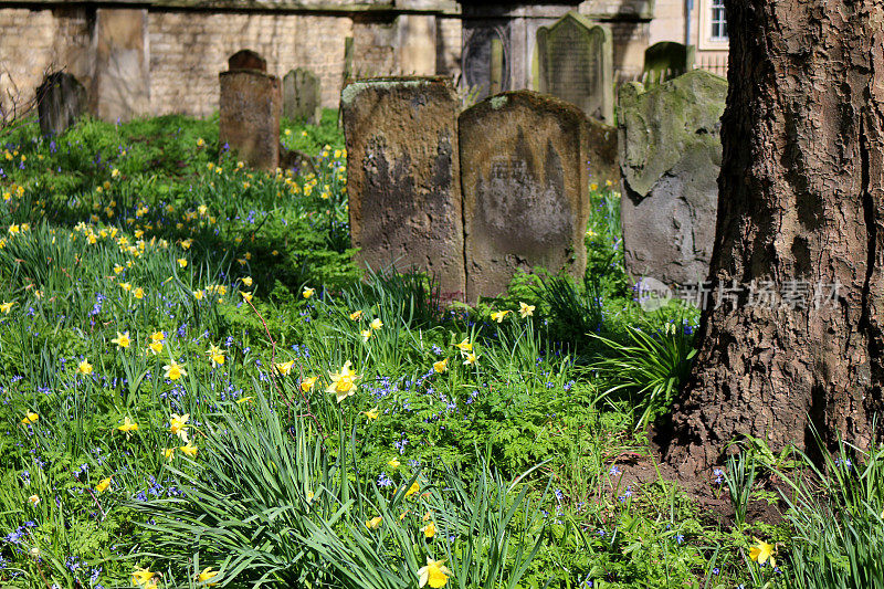 教堂墓地墓地的图像，风化的墓地被常青藤、地衣和苔藓覆盖，被春天的水仙花和风铃花包围