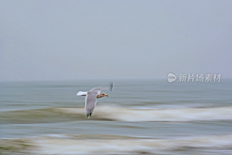 雾中的海鸥。