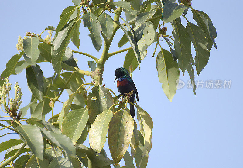 太阳鸟卢旺达