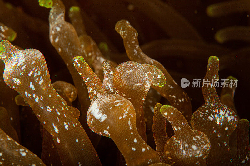 热带水族馆，热带水域海葵大近距离触须