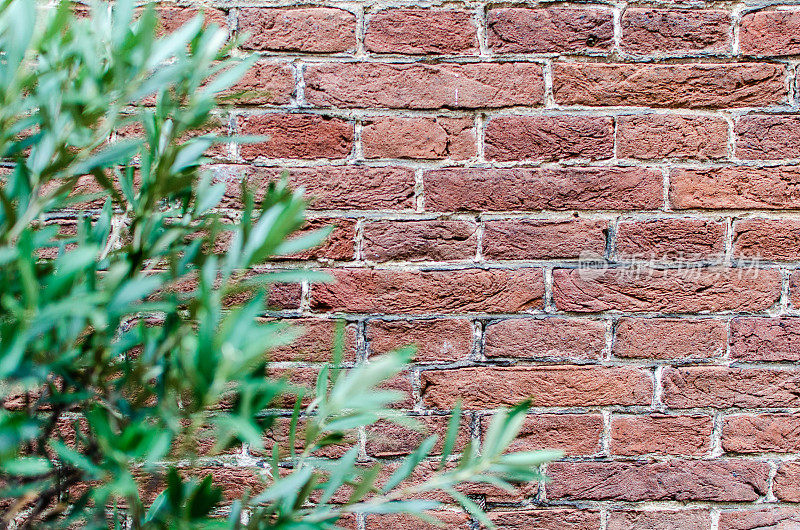 红砖墙背景与橄榄树和复制空间