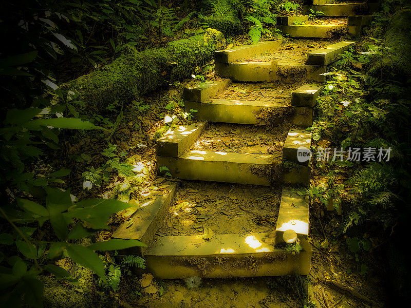 夏季森林徒步旅行步道上的台阶——阿巴拉契亚山脉的自然步道