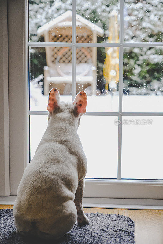 法国斗牛犬看着窗外飘落的雪