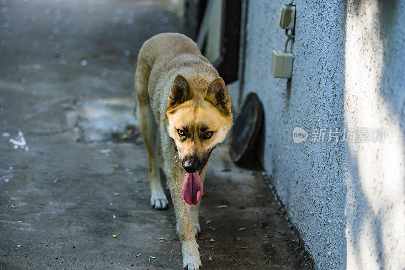 美丽的比利时玛利诺犬在自家院子里散步。