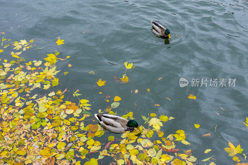 鸭子在城市公园的河里游泳