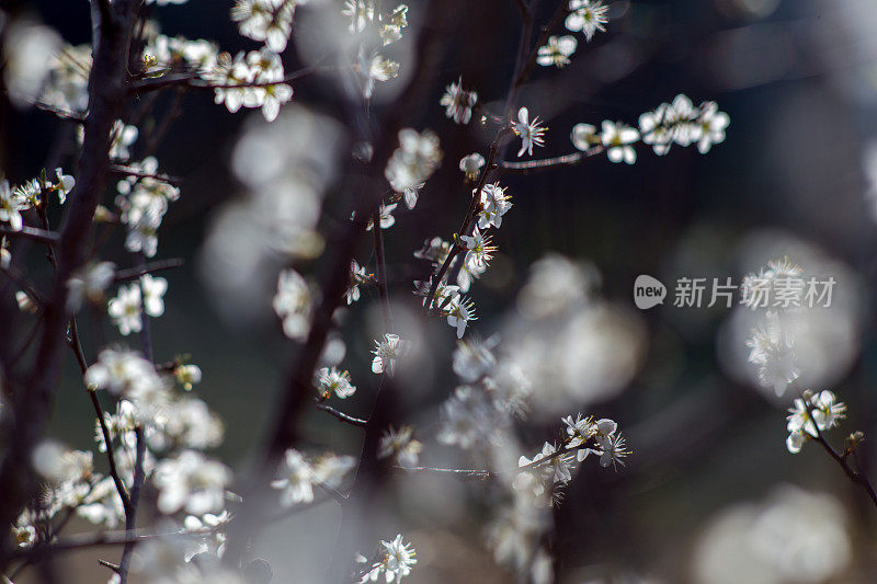 野生樱花