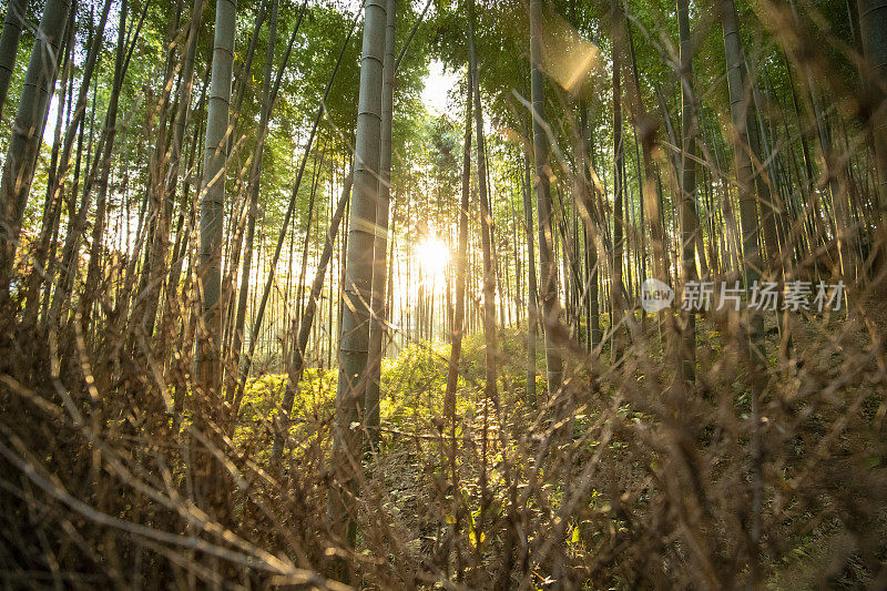 京都竹林