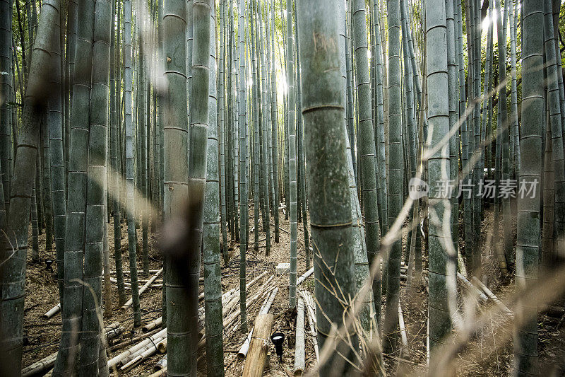 京都竹林