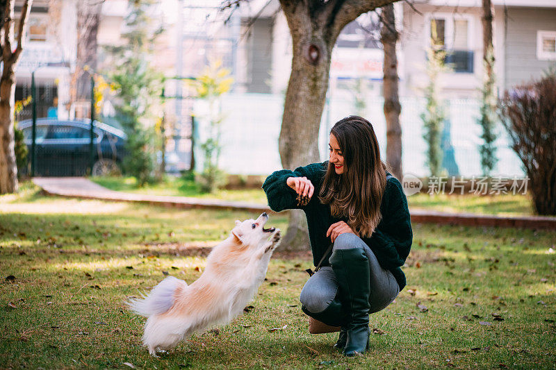 博美犬和美丽的主人玩耍