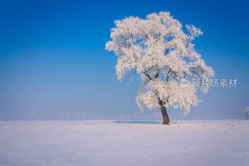 一层霜在雪中