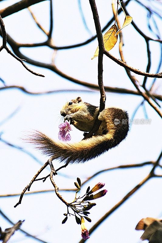 树枝上拿着花的松鼠。
