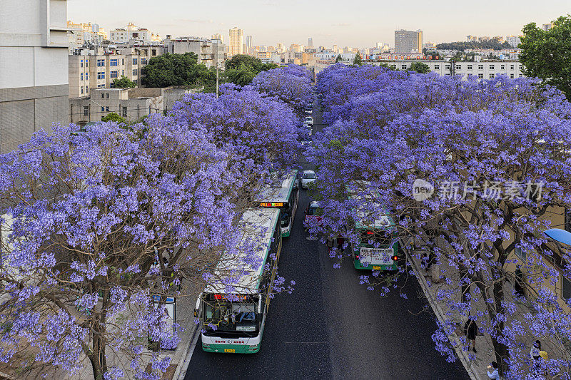 鸟瞰蓝花楹树在盛开的昆明，中国云南的首都