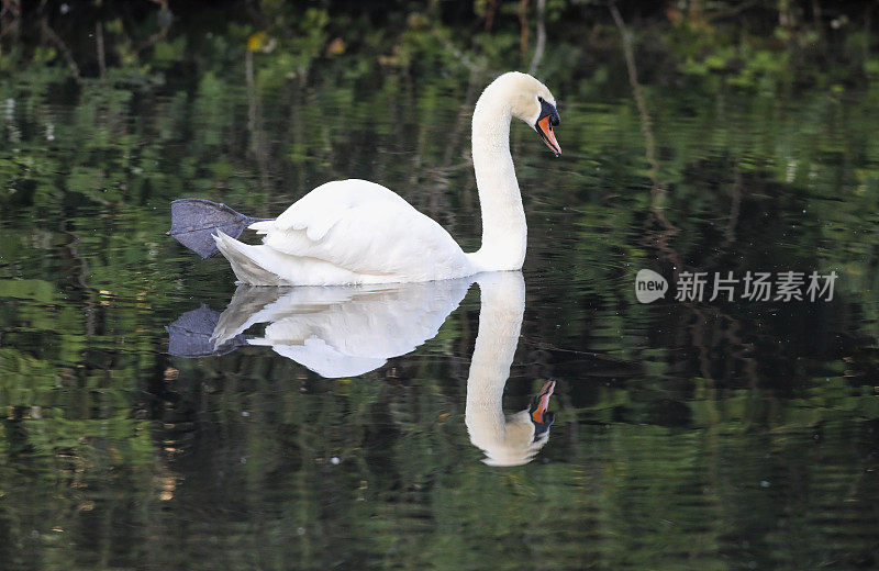 雄疣鼻天鹅在沉思心情宁静的场景