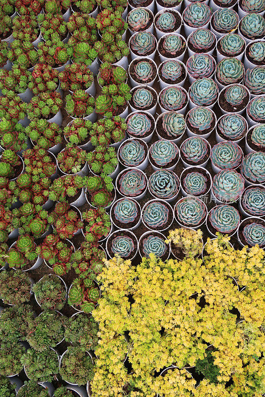 在花园中心的小塑料花盆中展示的多肉莲座丛植物、常生植物和景天属植物的图像