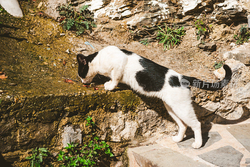 流浪猫吃垃圾，希腊