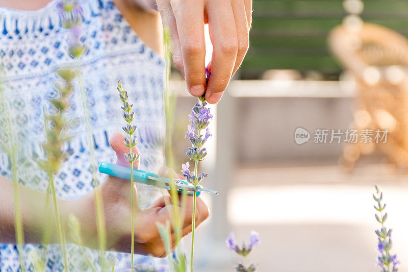 女孩在夏日花园采摘薰衣草在日落