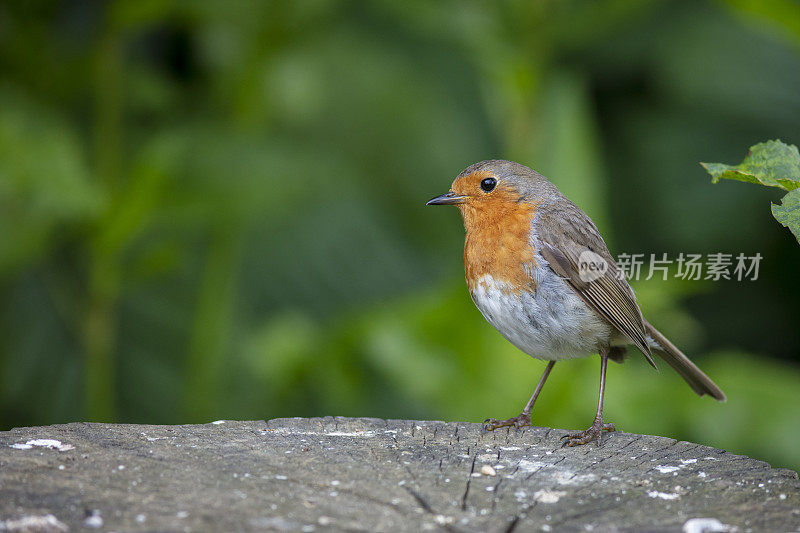 欧洲罗宾(红心rubecula)