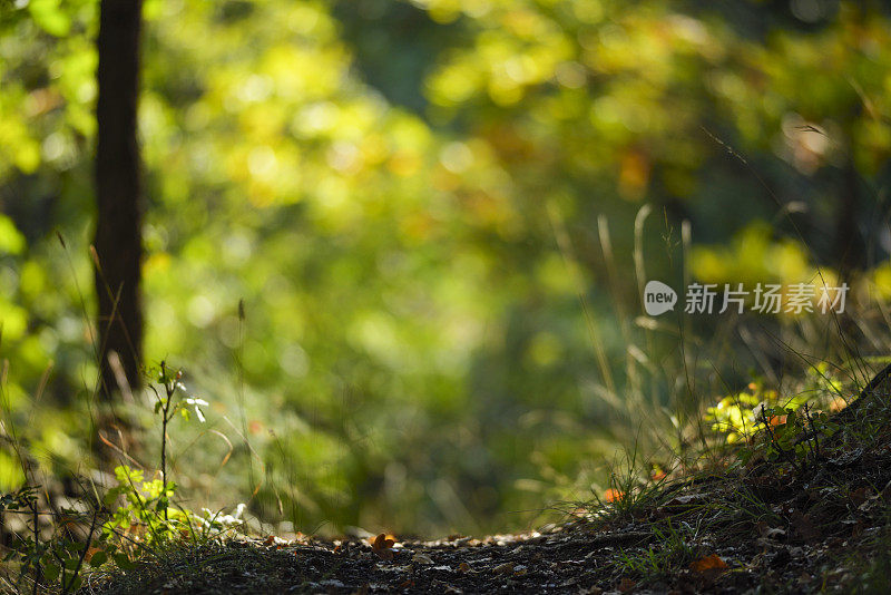 通往自然景观的小径背景