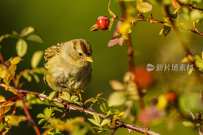 白冠麻雀