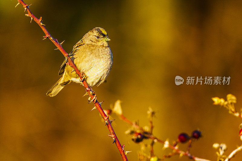 白冠麻雀