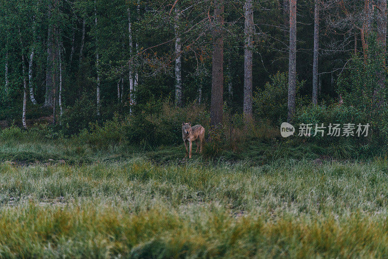 森林里有野狼