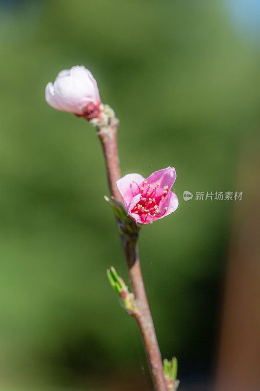 霜桃树粉红花朵垂直形象