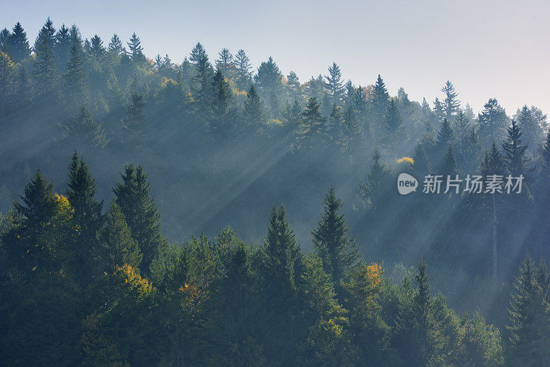 阳光照耀的森林……天堂!