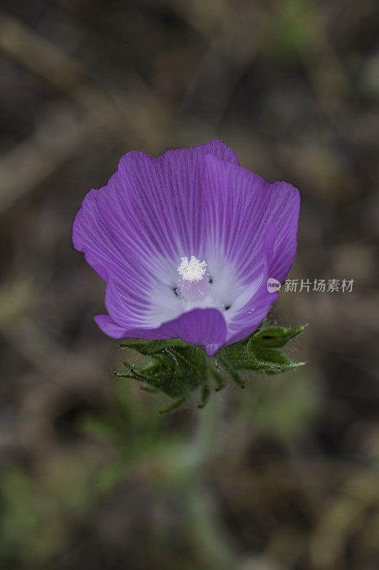 滨花是锦葵科的一种开花植物，俗称流苏花。它是加州特有的，生长在该州中部的林地和山谷中。Pepperwood保存;圣诞老人