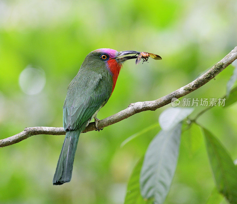 红胡子食蜂鸟为巢中雏鸟携带昆虫，泰国的夜莺