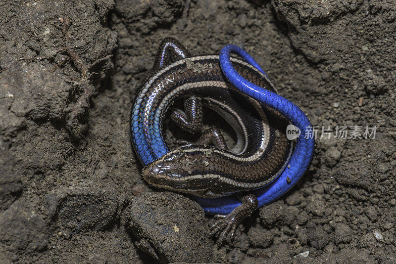 西方石龙子(蛇舌龙)是一种体型小、鳞片光滑、四肢相对较小的蜥蜴。