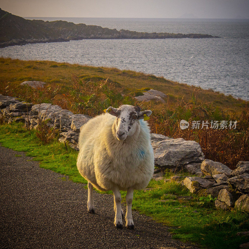 黄金时间漫步-爱尔兰绵羊