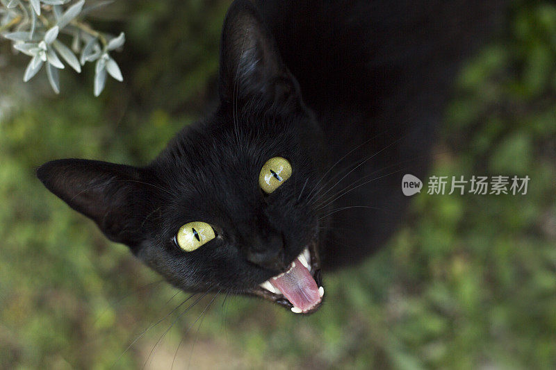 野生的小黑猫