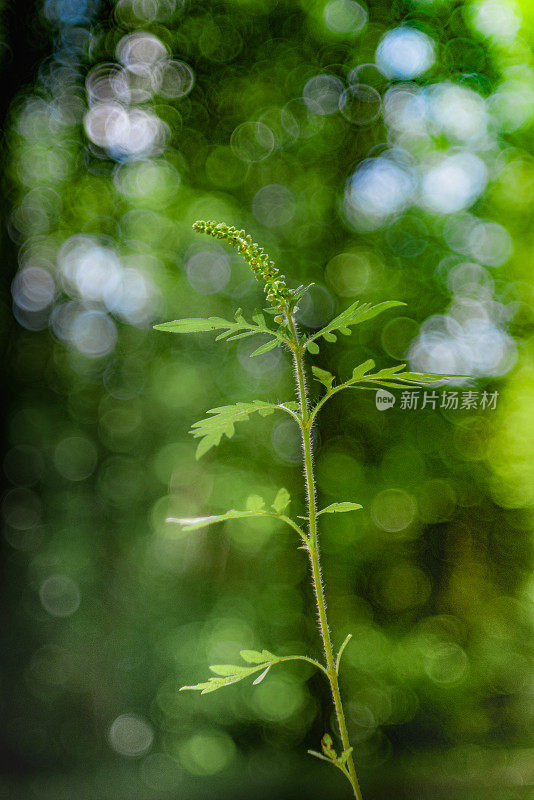 豚草