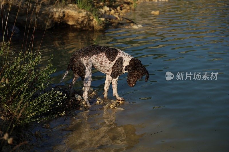 一只母狗在湖里游泳