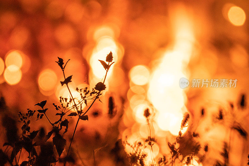森林中的花朵在夜间发生火灾