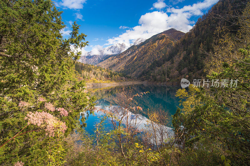 森林和树木景观纹理背景，色彩斑斓的自然景观风景亚丁，香格里拉，中国，西藏山区的秋天