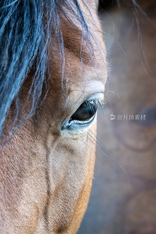 马眼睛的详细微距镜头