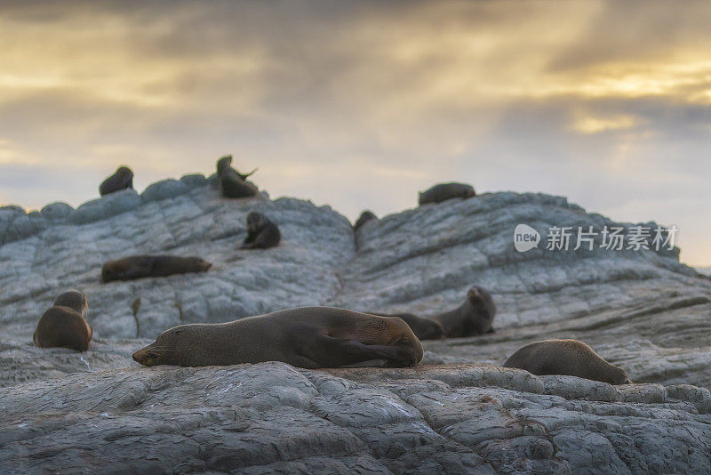 海狮在新西兰南岛凯库拉海滩的一块岩石上休息