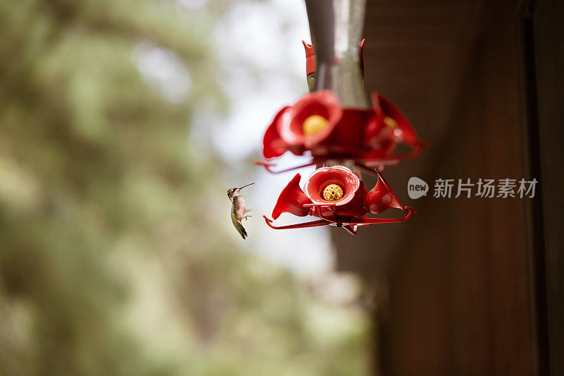 红喉蜂鸟坐在花蜜喂食器旁