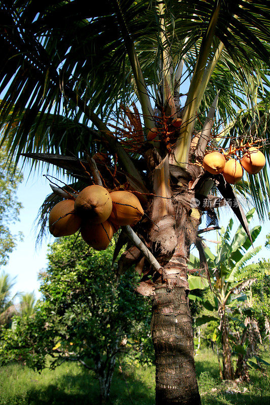 在巴伊亚的椰子种植园