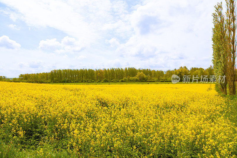法国皮卡第的油菜籽田呈现出一片生机勃勃的黄色景象